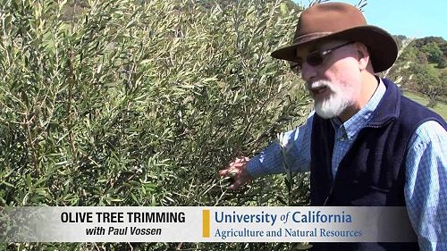 Video: Pilot Video: Pruning a Medium Density Olive Tree