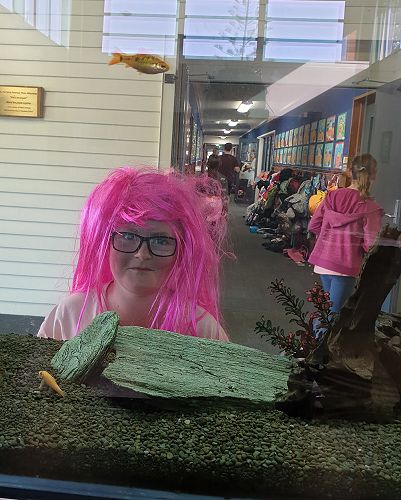 Cheeky pink hair looking through the fish tank