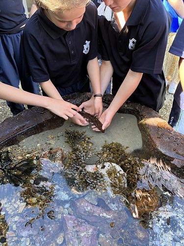 Year 5 & 6 students explore the Touch Tanks