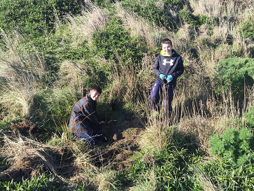Planting for Penguins