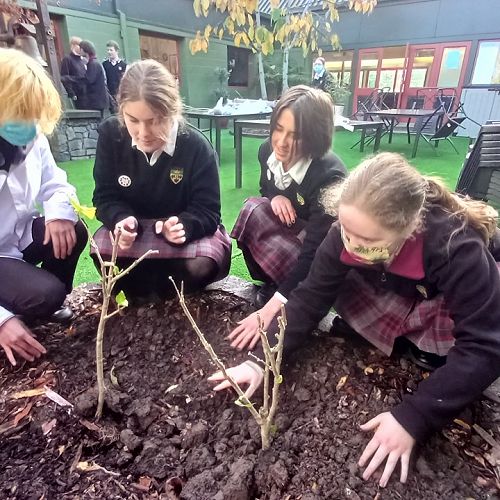 The National Flower of South Korea - Mugunghwa