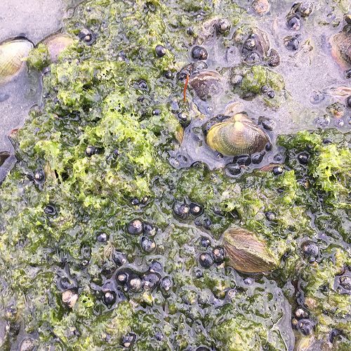 Micrelenchus huttonii on sea lettuce 