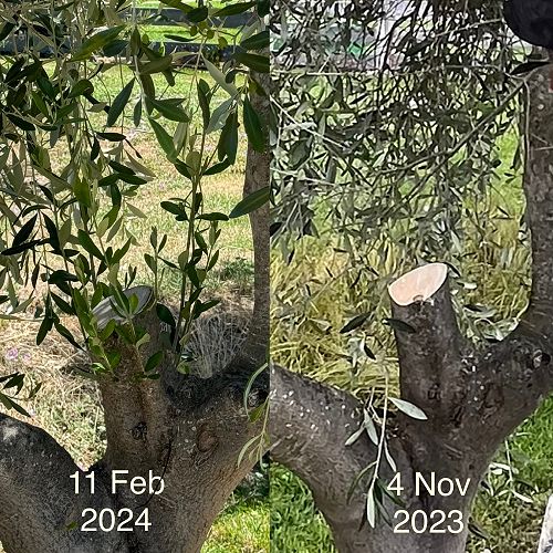 Suckers can be removed to keep tree open in the middle. Do not prune if the tree is regenerating after a heavy prune, being coppiced, or being injured (like from wind or frost).