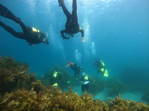 PADI open water diving course