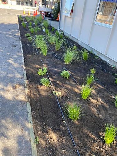 Community Planting day