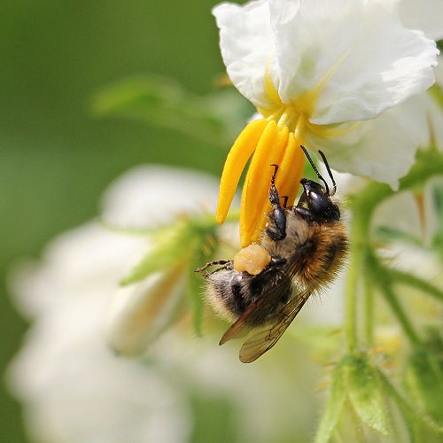 Bee on Potato Flower