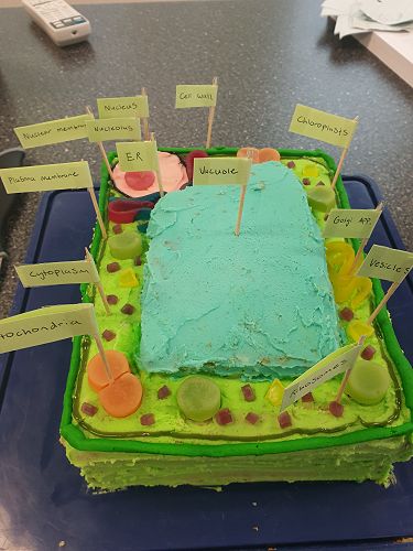 Biology Cell Competition
