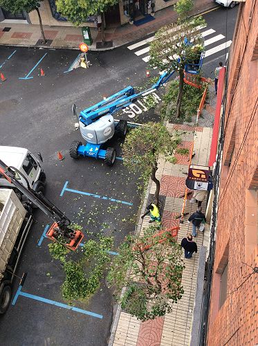 Day 12 Tree hair-cutting on Avenida Roma in Leon - from our room