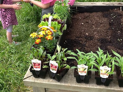 The seedlings and marigolds ready to be planted.