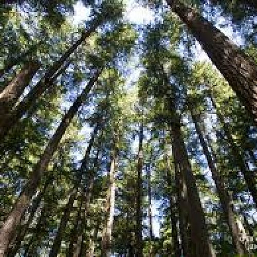 Forest - Te Ngahere Hub