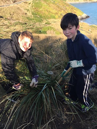 Planting for Penguins