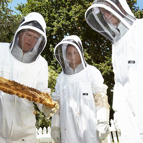 Bee keeping at St Paul's