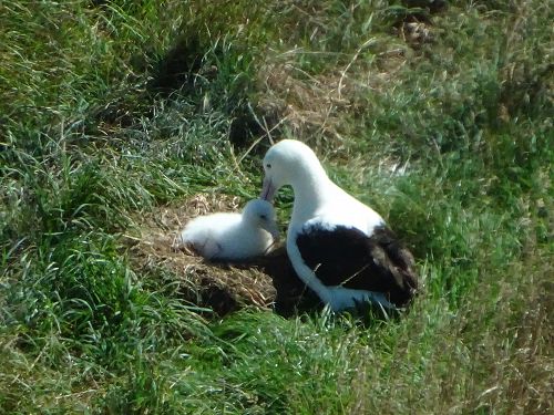 Albatross Colony-Mother and Baby