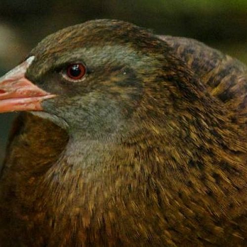 Te Pōkai Weka