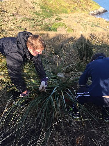 Planting for Penguins
