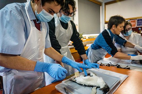 Penguin Dissection in Biology