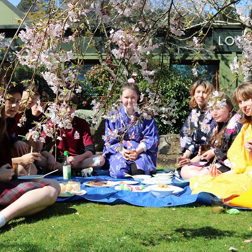 Year 10 Japanese Hanami picnic
