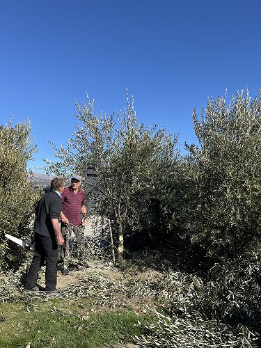 Reshaping overgrown trees - pruning seminar Sept 2022