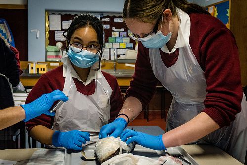 Penguin Dissection in Biology