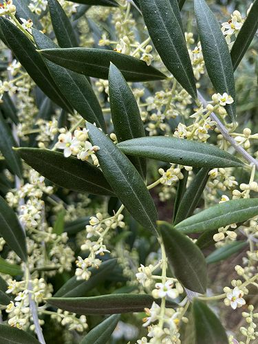 Flower buds just starting to break open…