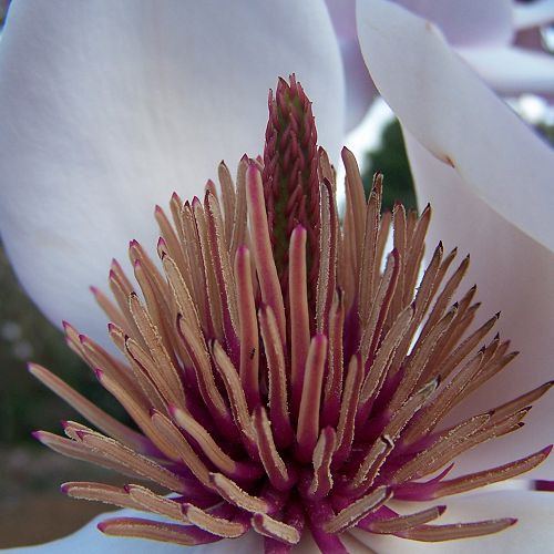 Magnolia Cambelli