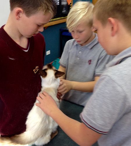 James from Room 3 brought in his show cats. Meow!