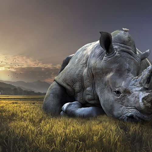 One of the Last of its Kind