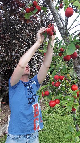 Picking plums