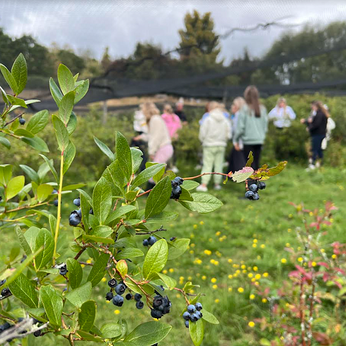 Blue Willow Blueberry Farm