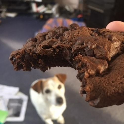 None for you! Chocolate Cookie Recipe - The Star 7th May 2020 p11