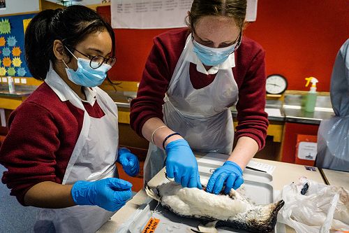 Penguin Dissection in Biology